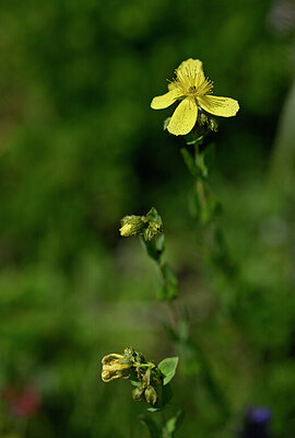 BUITEN BEELD Foto: 444040