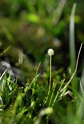 BUITEN BEELD Foto: 444041