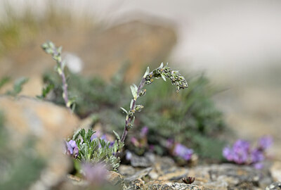 BUITEN BEELD Foto: 444042