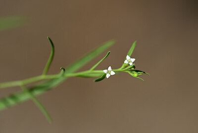 BUITEN BEELD Foto: 444043
