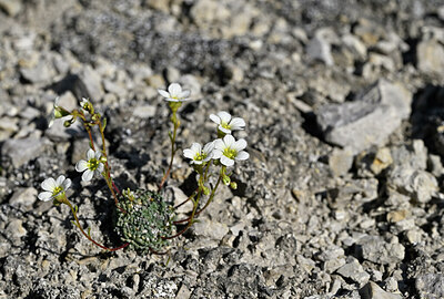 BUITEN BEELD Foto: 444046