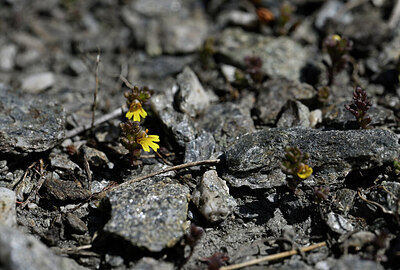 BUITEN BEELD Foto: 444047