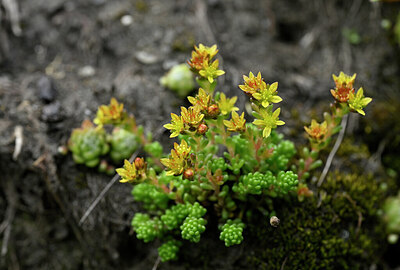 BUITEN BEELD Foto: 444049