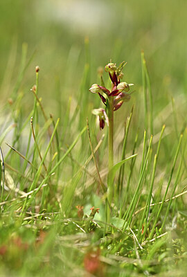BUITEN BEELD Foto: 444055