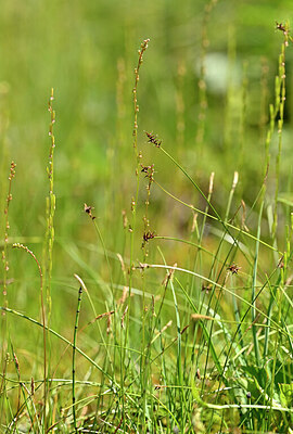 BUITEN BEELD Foto: 444056