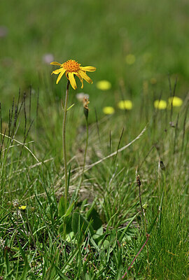 BUITEN BEELD Foto: 444058