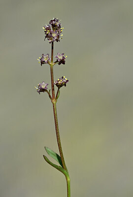 BUITEN BEELD Foto: 444059