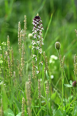 BUITEN BEELD Foto: 444062