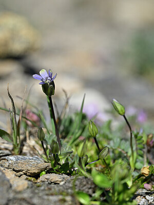 BUITEN BEELD Foto: 444064
