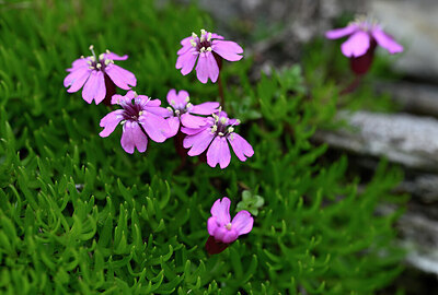 BUITEN BEELD Foto: 444065