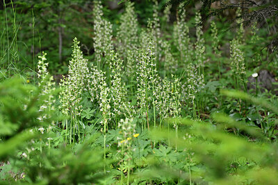 BUITEN BEELD Foto: 444066
