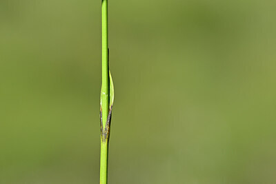BUITEN BEELD Foto: 444067