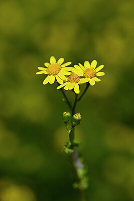 BUITEN BEELD Foto: 444069