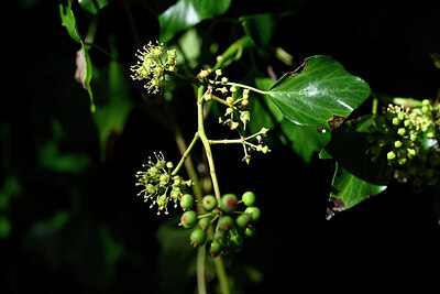 BUITEN BEELD Foto: 444073