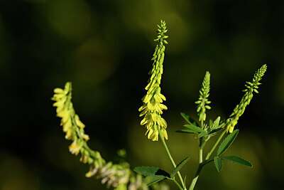 BUITEN BEELD Foto: 444074