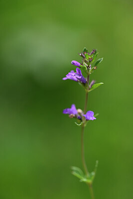 BUITEN BEELD Foto: 444080