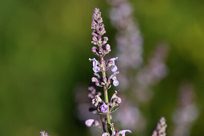 BUITEN BEELD Foto: 444085