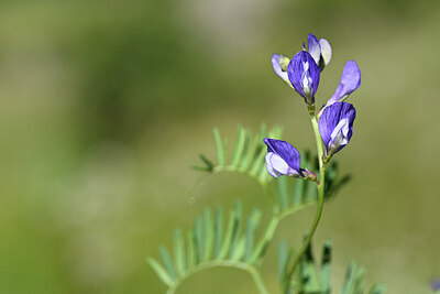 BUITEN BEELD Foto: 444087