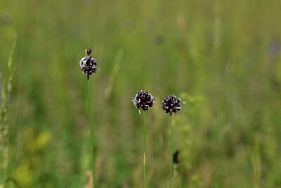 BUITEN BEELD Foto: 444091