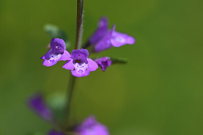 BUITEN BEELD Foto: 444092