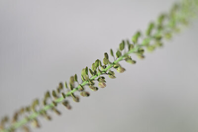 BUITEN BEELD Foto: 444093