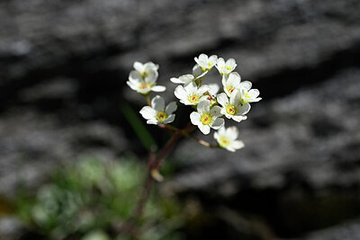 BUITEN BEELD Foto: 444094