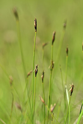 BUITEN BEELD Foto: 444096
