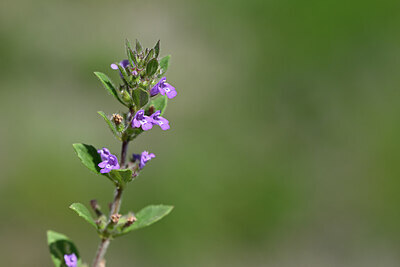 BUITEN BEELD Foto: 444097