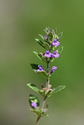 BUITEN BEELD Foto: 444099