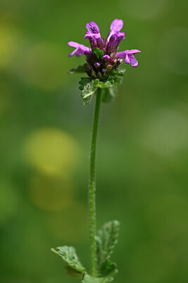 BUITEN BEELD Foto: 444103