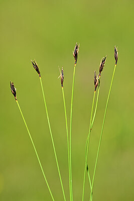 BUITEN BEELD Foto: 444105