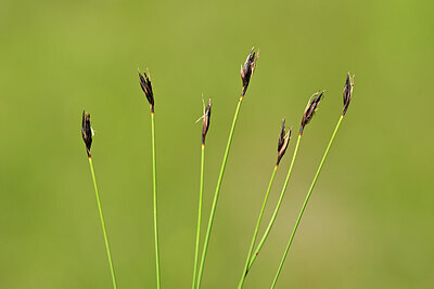 BUITEN BEELD Foto: 444107