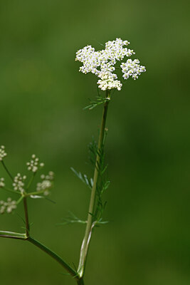BUITEN BEELD Foto: 444108