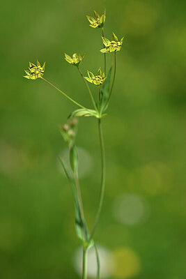 BUITEN BEELD Foto: 444114