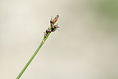 BUITEN BEELD Foto: 444115