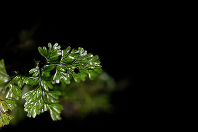 BUITEN BEELD Foto: 444117