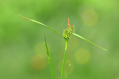 BUITEN BEELD Foto: 444118