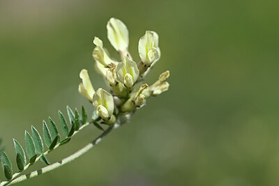 BUITEN BEELD Foto: 444120