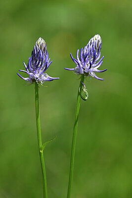 BUITEN BEELD Foto: 444121
