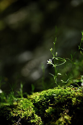 BUITEN BEELD Foto: 444122