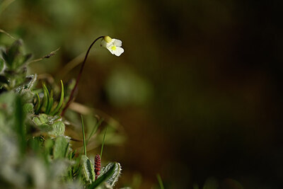 BUITEN BEELD Foto: 444124