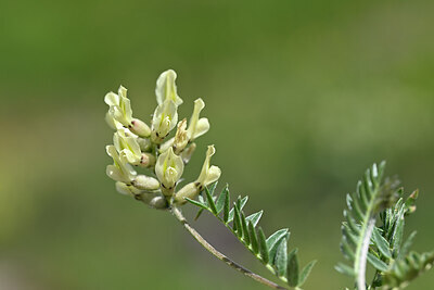 BUITEN BEELD Foto: 444125