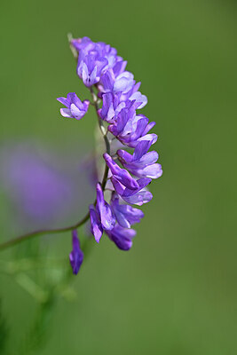 BUITEN BEELD Foto: 444128