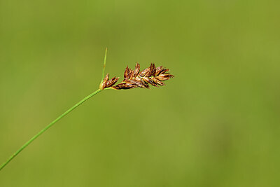BUITEN BEELD Foto: 444129