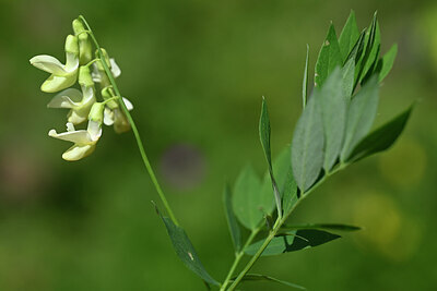 BUITEN BEELD Foto: 444130