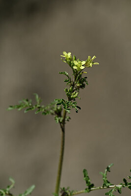 BUITEN BEELD Foto: 444131