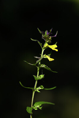 BUITEN BEELD Foto: 444137