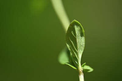 BUITEN BEELD Foto: 444139