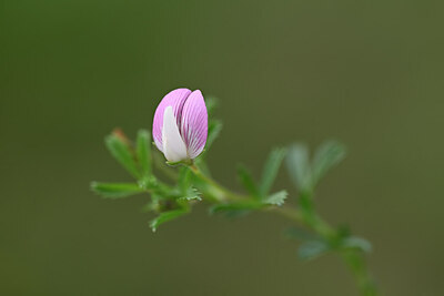 BUITEN BEELD Foto: 444140