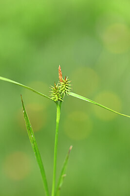 BUITEN BEELD Foto: 444142